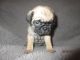 Pug Puppies for sale in Port Charlotte, FL, USA. price: $130,000