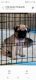 Pug Puppies for sale in Nashville, TN, USA. price: $85,000