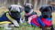 Pug Puppies for sale in Titusville, FL, USA. price: $950