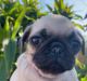 Pug Puppies for sale in Island Park, ID, USA. price: $900