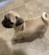 Pug Puppies for sale in North Las Vegas, NV 89032, USA. price: $500