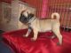Pug Puppies for sale in Port Charlotte, FL, USA. price: $1,300