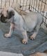 Pug Puppies for sale in Las Vegas, NV, USA. price: $650