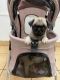 Pug Puppies for sale in Bellflower, CA, USA. price: $750