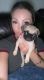 Pug Puppies for sale in Katy, TX 77494, USA. price: NA