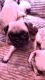 Pug Puppies for sale in Compton, CA, USA. price: NA