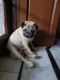 Pug Puppies for sale in Hisar, Haryana, India. price: 15000 INR