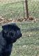 Pug Puppies for sale in 22837 Banbury Cross, Elkhart, IN 46514, USA. price: NA