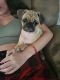 Pug Puppies for sale in Hesperia, CA, USA. price: NA