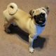 Pug Puppies for sale in 29 Long Island Ave, Yaphank, NY 11980, USA. price: NA