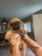 Pug Puppies for sale in Merced, CA, USA. price: $600
