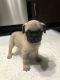 Pug Puppies for sale in Mocksville, NC 27028, USA. price: $650