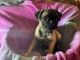 Pug Puppies for sale in Leland, NC, USA. price: $850