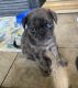 Pug Puppies for sale in Buda, TX 78610, USA. price: NA