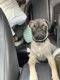 Pug Puppies for sale in Spring, TX 77373, USA. price: $1,000