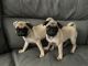 Pug Puppies for sale in Enfield, CT 06082, USA. price: $1,500