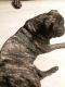 Pug Puppies for sale in Fort Smith, AR, USA. price: $500