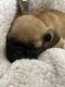 Pug Puppies for sale in Denver, CO 80012, USA. price: $900