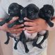 Pug Puppies for sale in Bakersfield, CA 93311, USA. price: NA