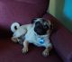 Pug Puppies for sale in Ogden, UT, USA. price: $800