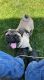 Pug Puppies for sale in South Milwaukee, WI 53172, USA. price: NA