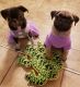 Pug Puppies for sale in Bellflower, CA, USA. price: $500
