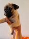 Pug Puppies for sale in Patna, Bihar, India. price: 10000 INR