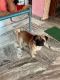Pug Puppies for sale in Saharanpur, Uttar Pradesh, India. price: 7500 INR