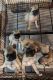 Pug Puppies for sale in Port Richey, FL, USA. price: NA