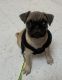 Pug Puppies for sale in Middletown, OH, USA. price: $1,250