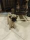 Pug Puppies for sale in San Jose, CA, USA. price: $100,000
