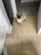 Pug Puppies for sale in Katy, TX, USA. price: NA