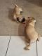 Pug Puppies for sale in Hesperia, CA, USA. price: NA