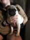 Pug Puppies for sale in Lansing, IL, USA. price: NA