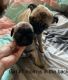 Pug Puppies for sale in Chicago, IL 60623, USA. price: $1,200