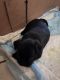 Pug Puppies for sale in Turlock, CA, USA. price: NA