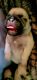 Pug Puppies for sale in Wittmann, AZ 85361, USA. price: NA