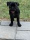 Pug Puppies for sale in Elizabeth City, NC 27909, USA. price: NA