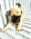 Pug Puppies for sale in Moselle, MS 39459, USA. price: $1,250