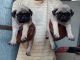 Pug Puppies for sale in India St, London EC3N, UK. price: 12000 GBP