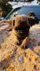 Pug Puppies for sale in Denver, CO 80012, USA. price: $1,100