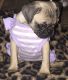 Pug Puppies for sale in Lehigh Acres, FL, USA. price: NA