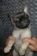 Pug Puppies for sale in Moreno Valley, CA 92551, USA. price: NA