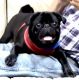 Pug Puppies for sale in Monteagle, TN, USA. price: $2,490