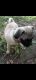 Pug Puppies for sale in Livingston, TX 77351, USA. price: $400