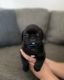Pug Puppies for sale in 83rd Ave, Phoenix, AZ, USA. price: $500