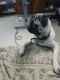 Pug Puppies for sale in Chennai, Tamil Nadu, India. price: 10000 INR