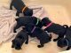 Pug Puppies for sale in Ridgecrest, CA 93555, USA. price: NA