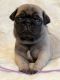 Pug Puppies for sale in Macomb County, MI, USA. price: NA