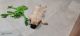 Pug Puppies for sale in I P Colony, Sector 32, Faridabad, Haryana 121003, India. price: 15000 INR
